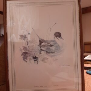 Aquarelle canard Pilet
