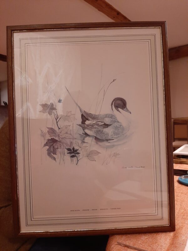 Aquarelle canard Pilet
